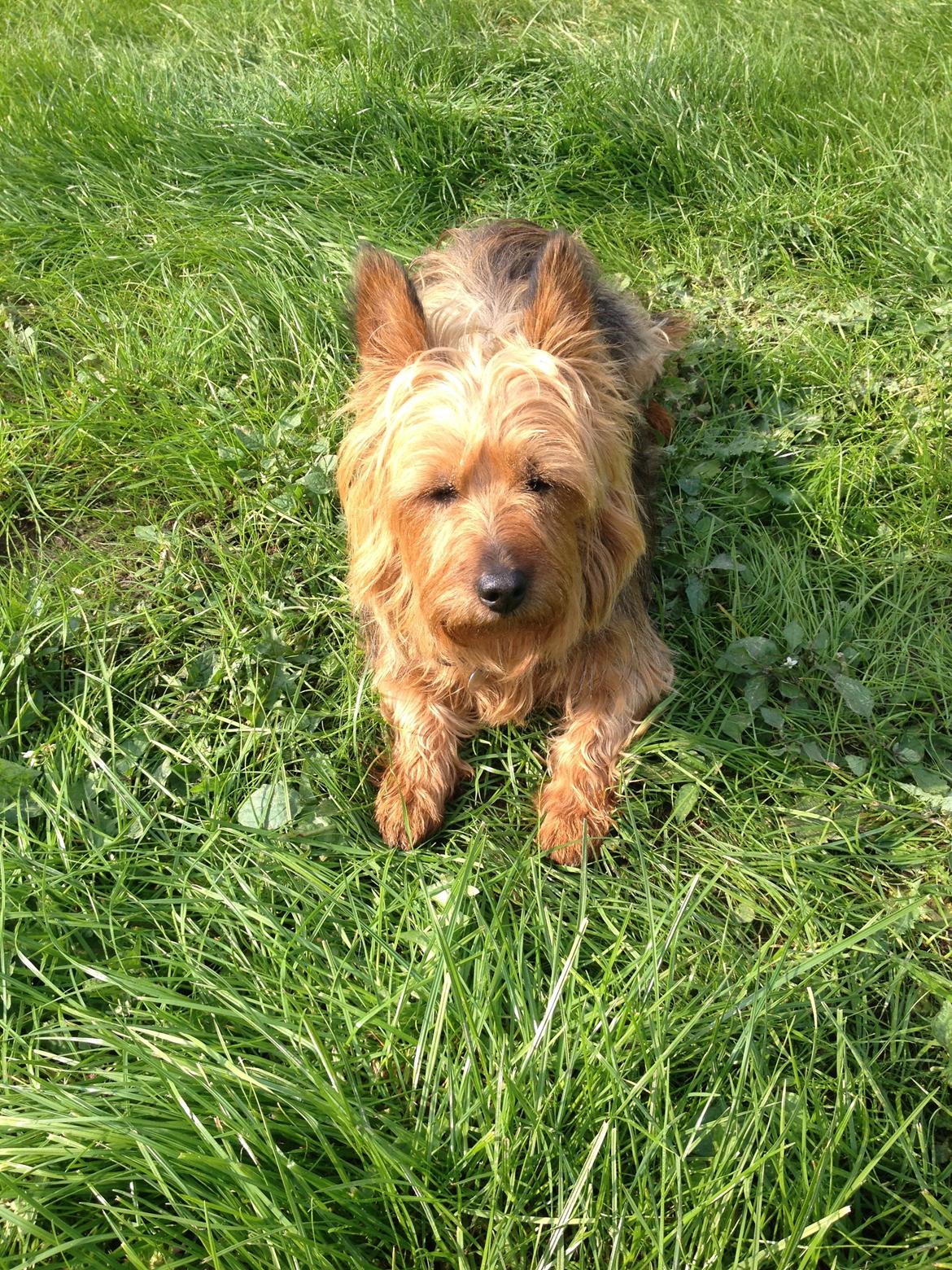 Australsk terrier Sally billede 19