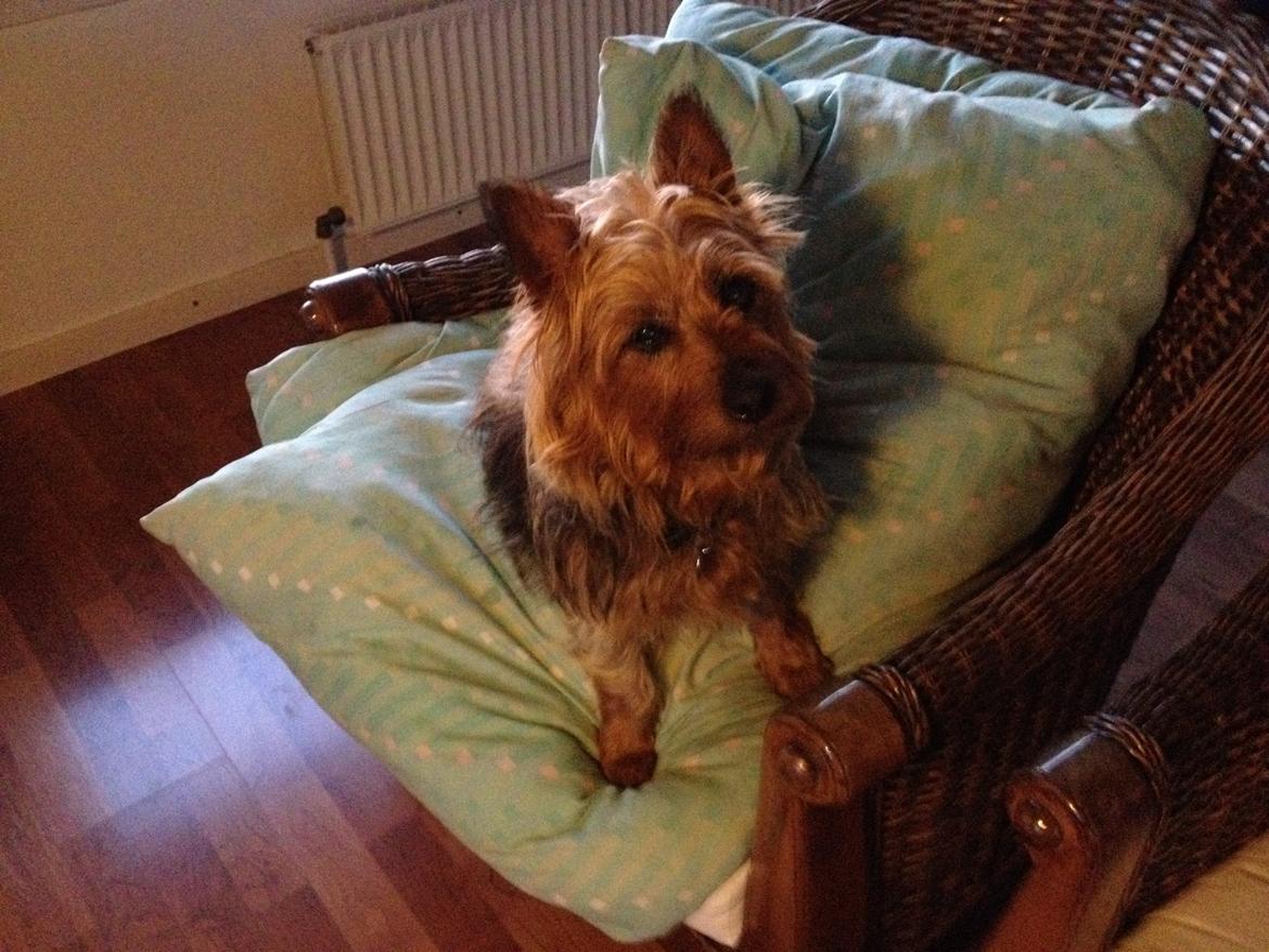 Australsk terrier Sally billede 20