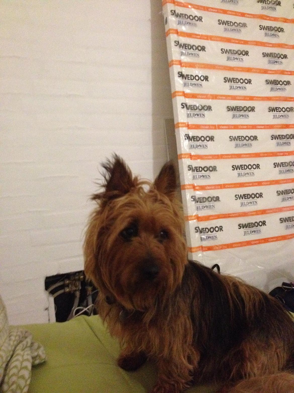 Australsk terrier Sally billede 21