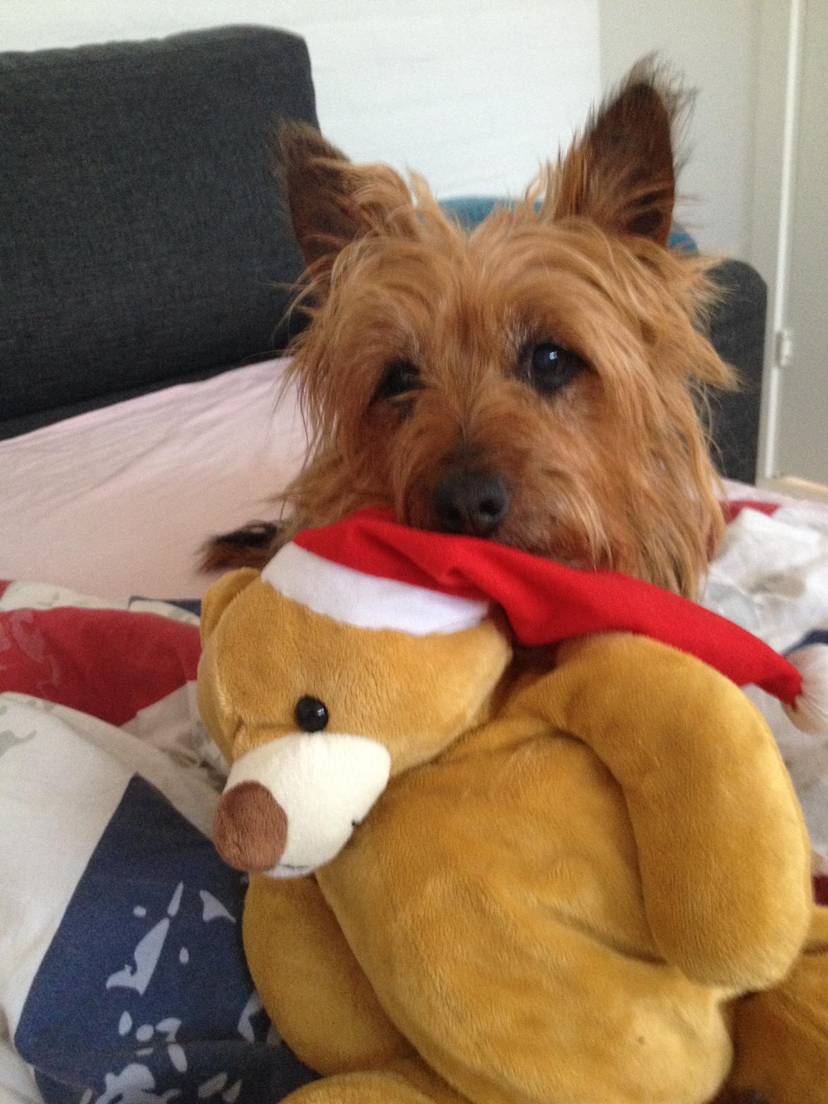 Australsk terrier Sally billede 23