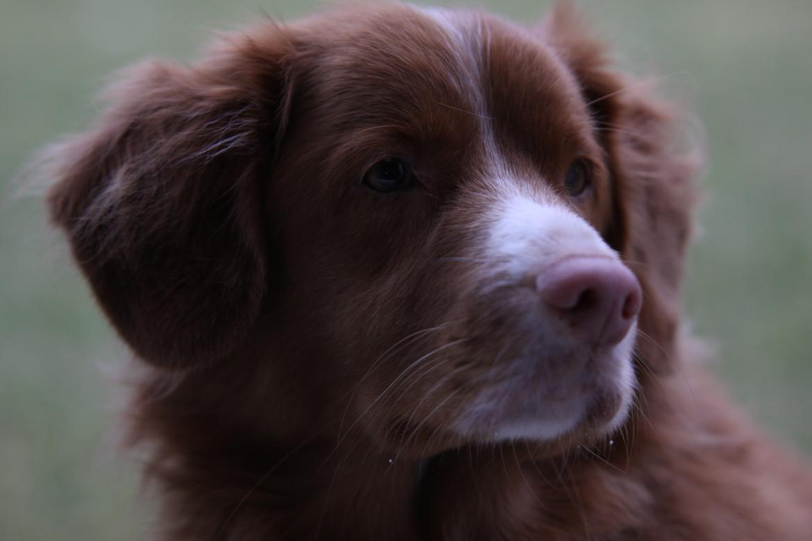 Nova scotia duck tolling retriever Leica - En dag ude i haven.. (Taget af: Mig selv 14/2 2015)  billede 8