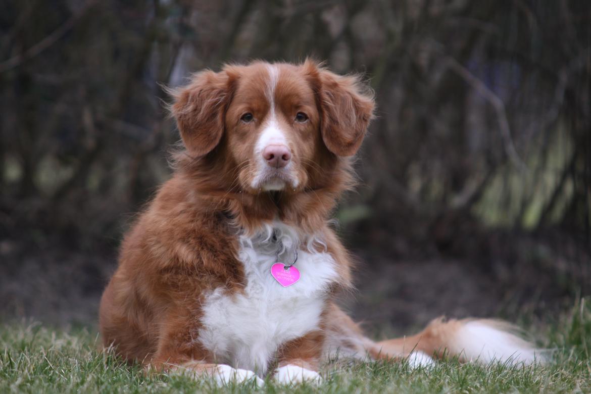 Nova scotia duck tolling retriever Leica - (Taget af: mig selv 14/2 2015)  billede 7