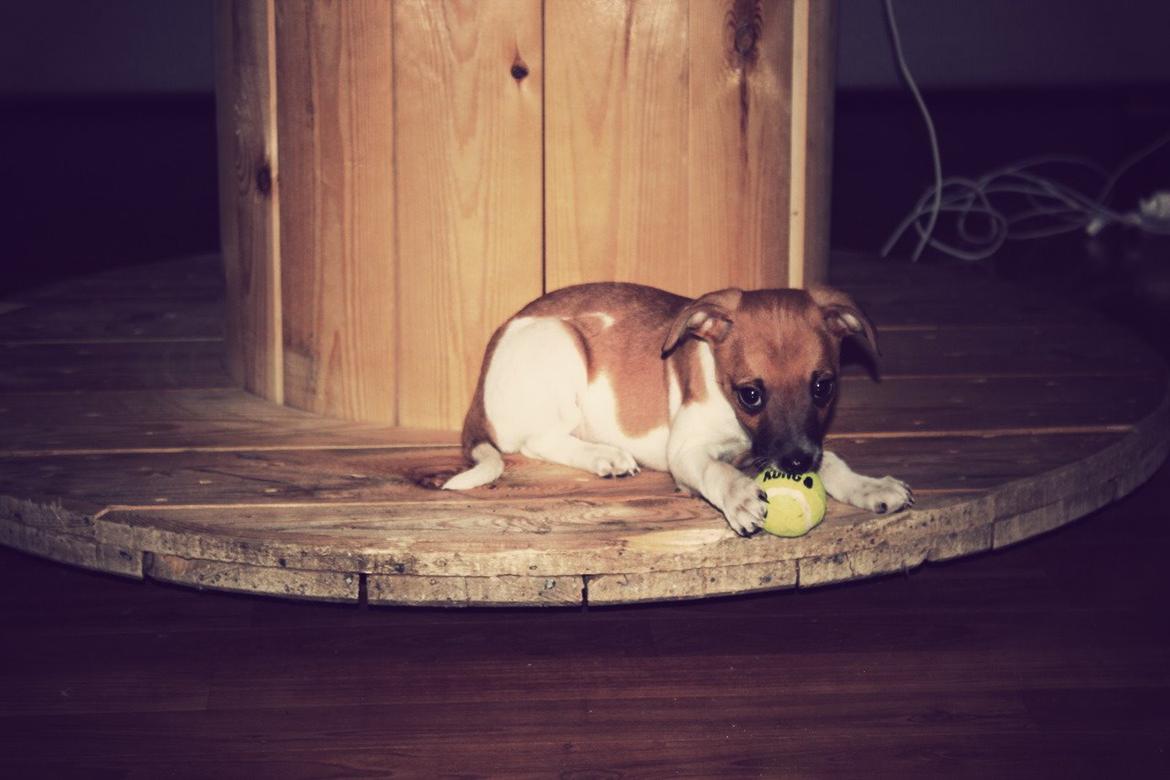 Dansk svensk gaardhund Agnes billede 4