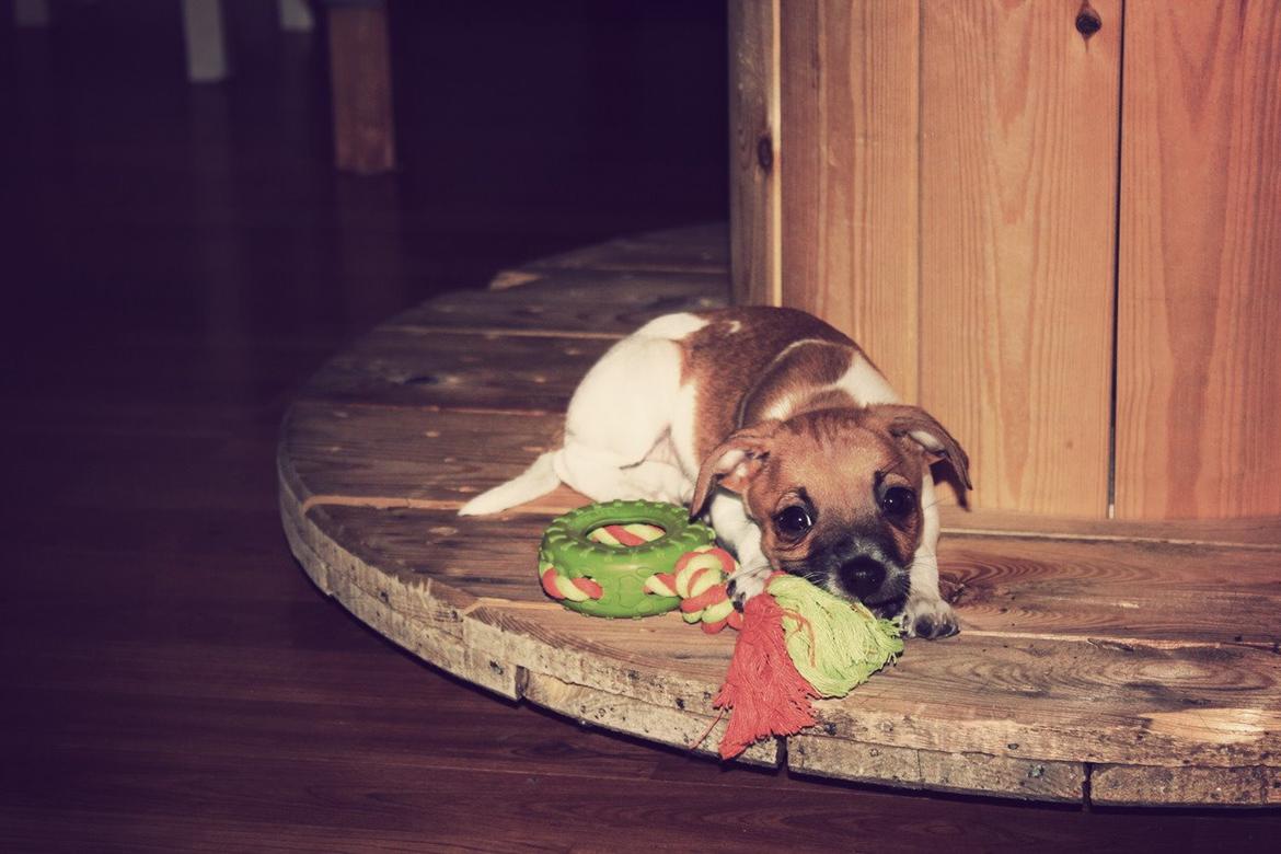 Dansk svensk gaardhund Agnes billede 11