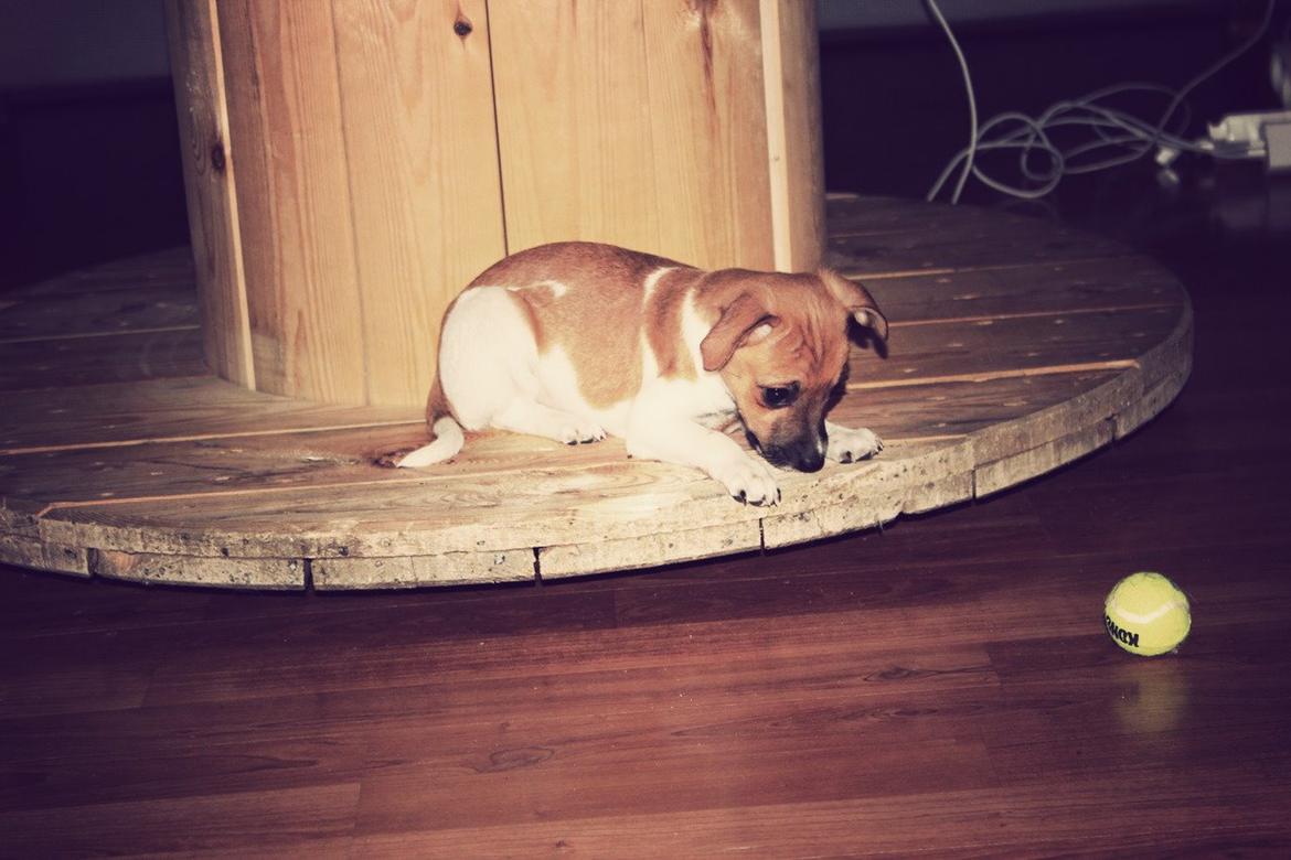 Dansk svensk gaardhund Agnes billede 8