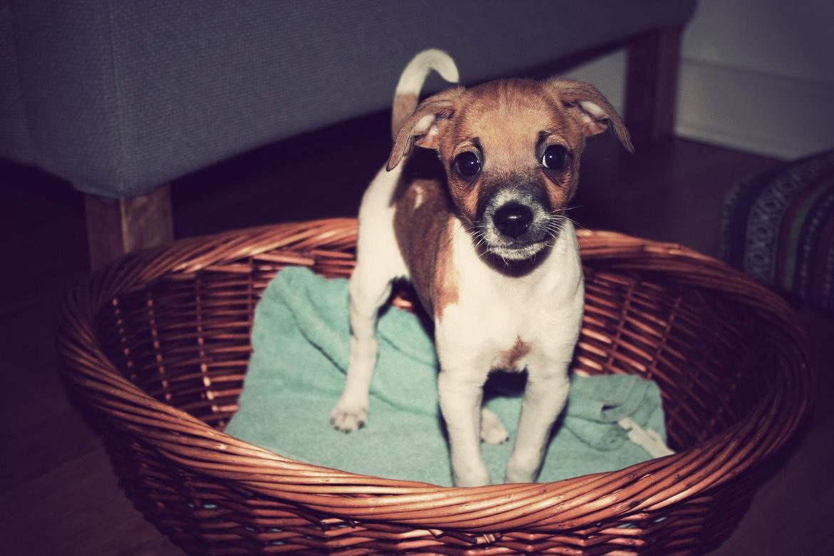 Dansk svensk gaardhund Agnes billede 2