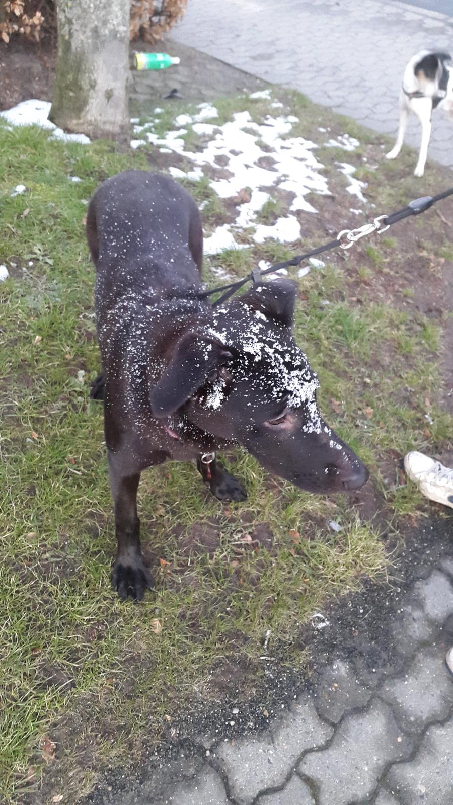 Blanding af racer Freya billede 49