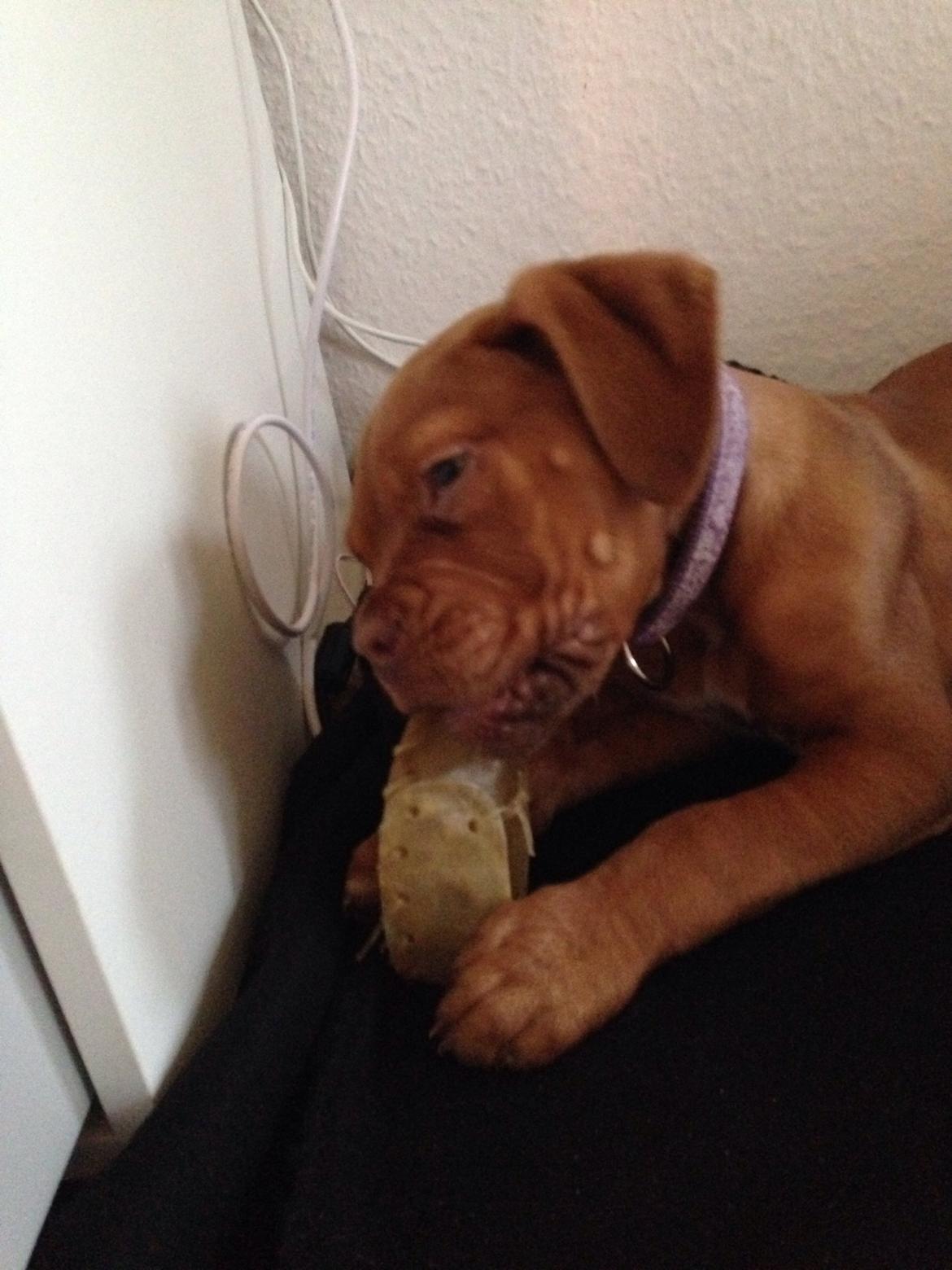 Dogue de bordeaux Sallie  billede 5