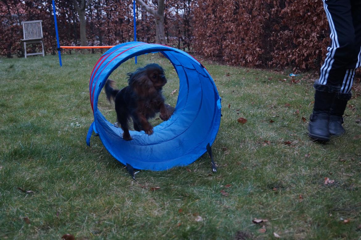 Cavalier king charles spaniel Wilma - Hvordan er det lige hun løber :D billede 31