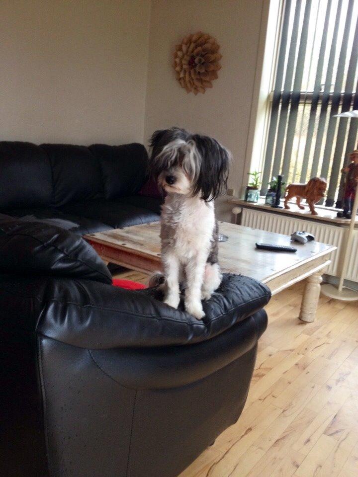 Chinese crested powder puff Sam ( Himmelhund) billede 42