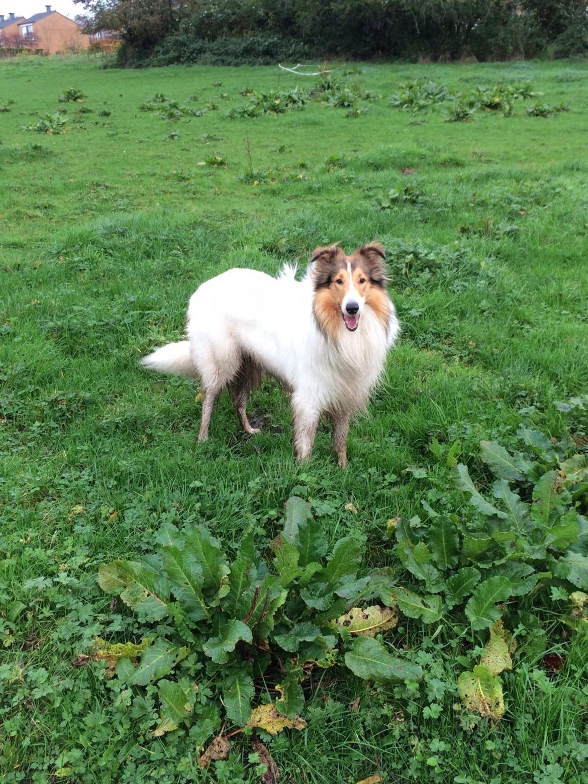 Collie langhåret Sir. Elliot billede 2