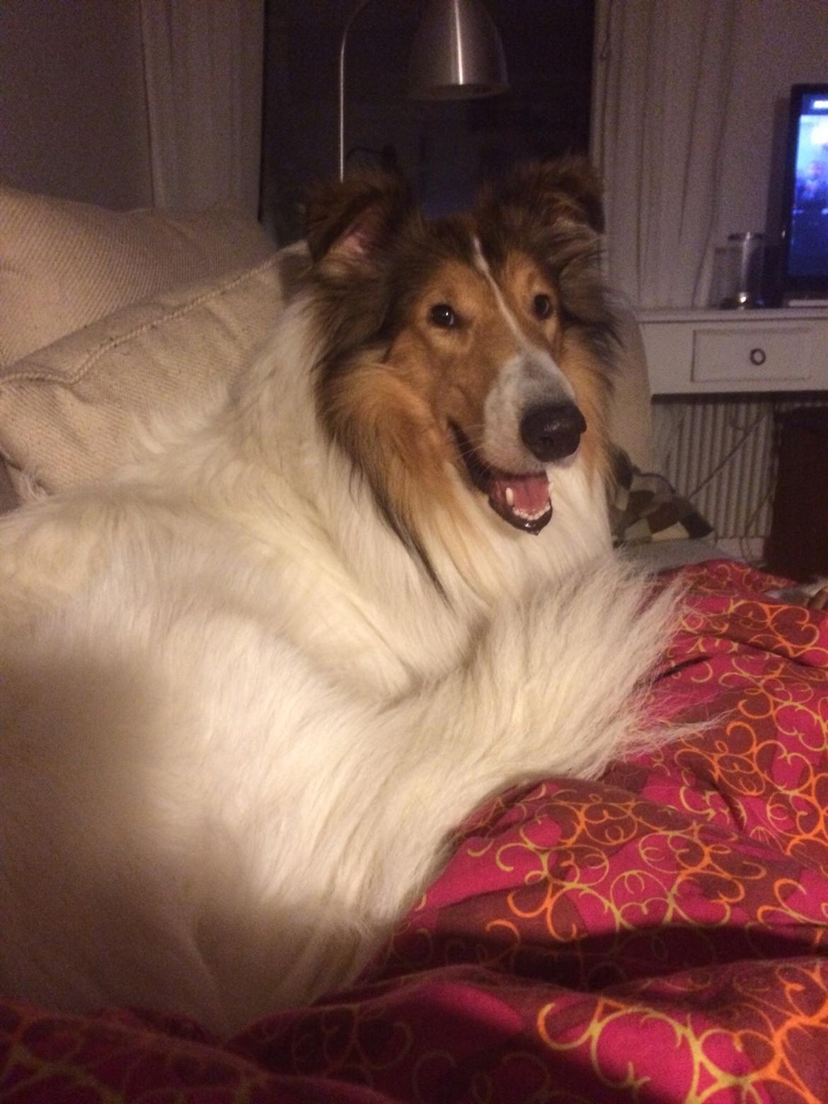 Collie langhåret Sir. Elliot billede 1