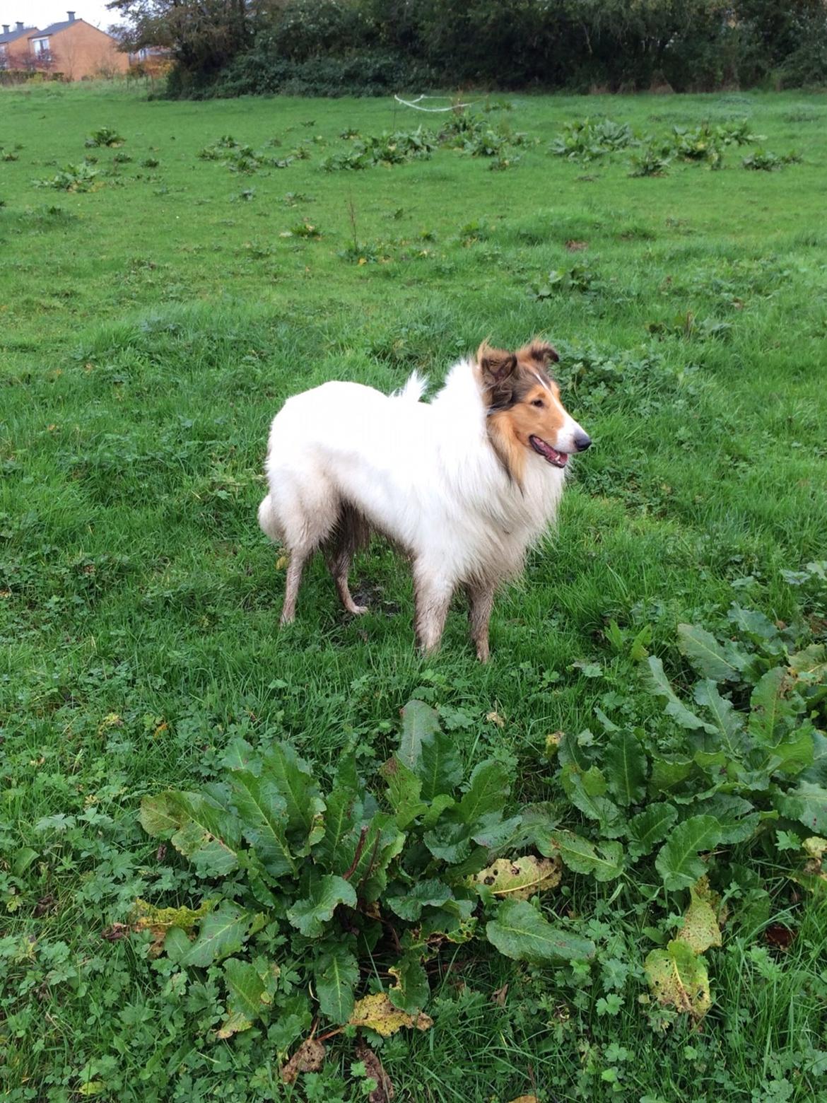 Collie langhåret Sir. Elliot billede 3