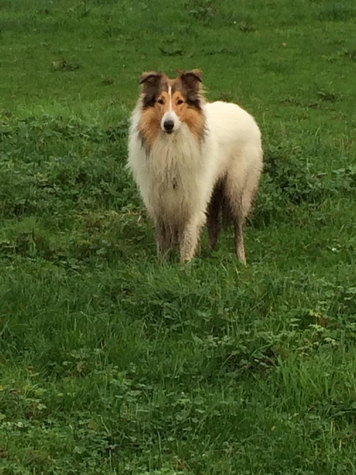 Collie langhåret Sir. Elliot billede 4