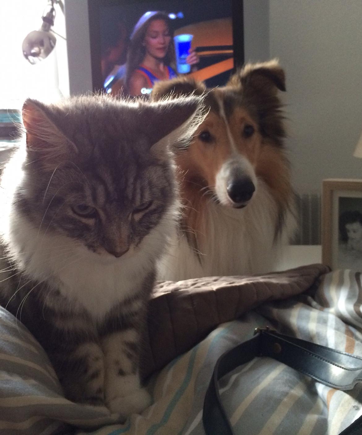 Collie langhåret Sir. Elliot billede 5