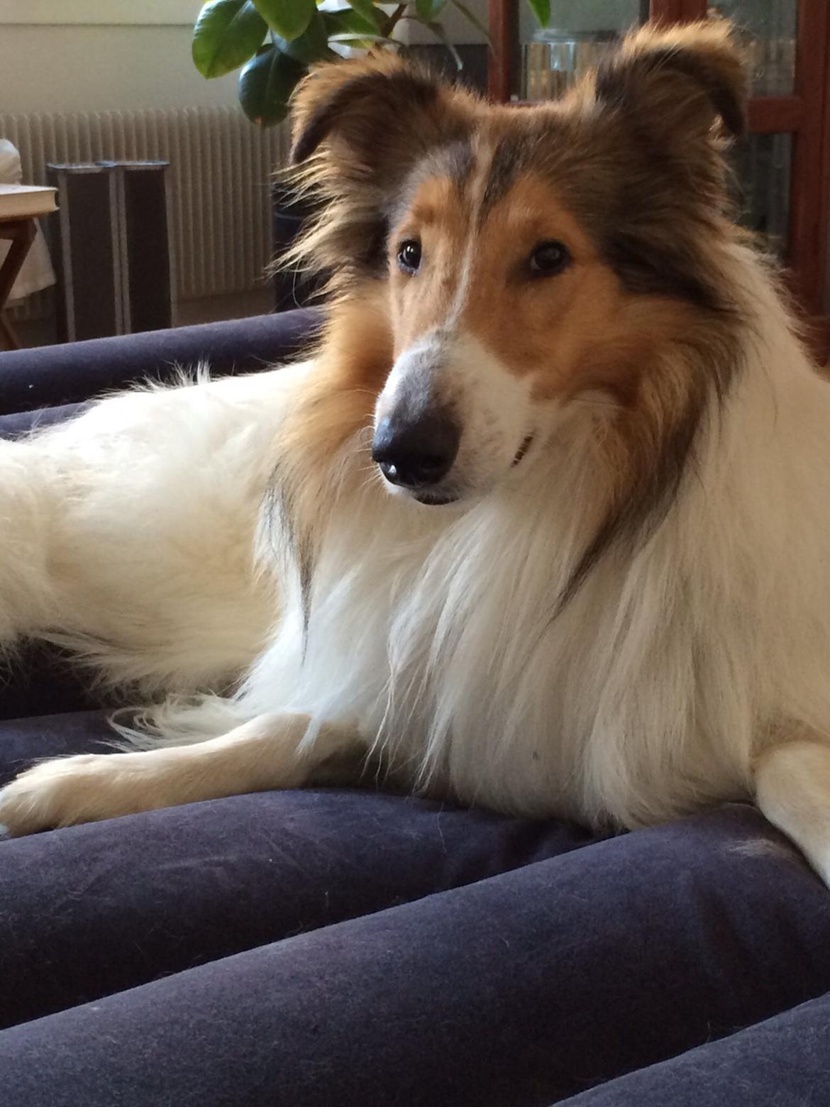 Collie langhåret Sir. Elliot billede 6