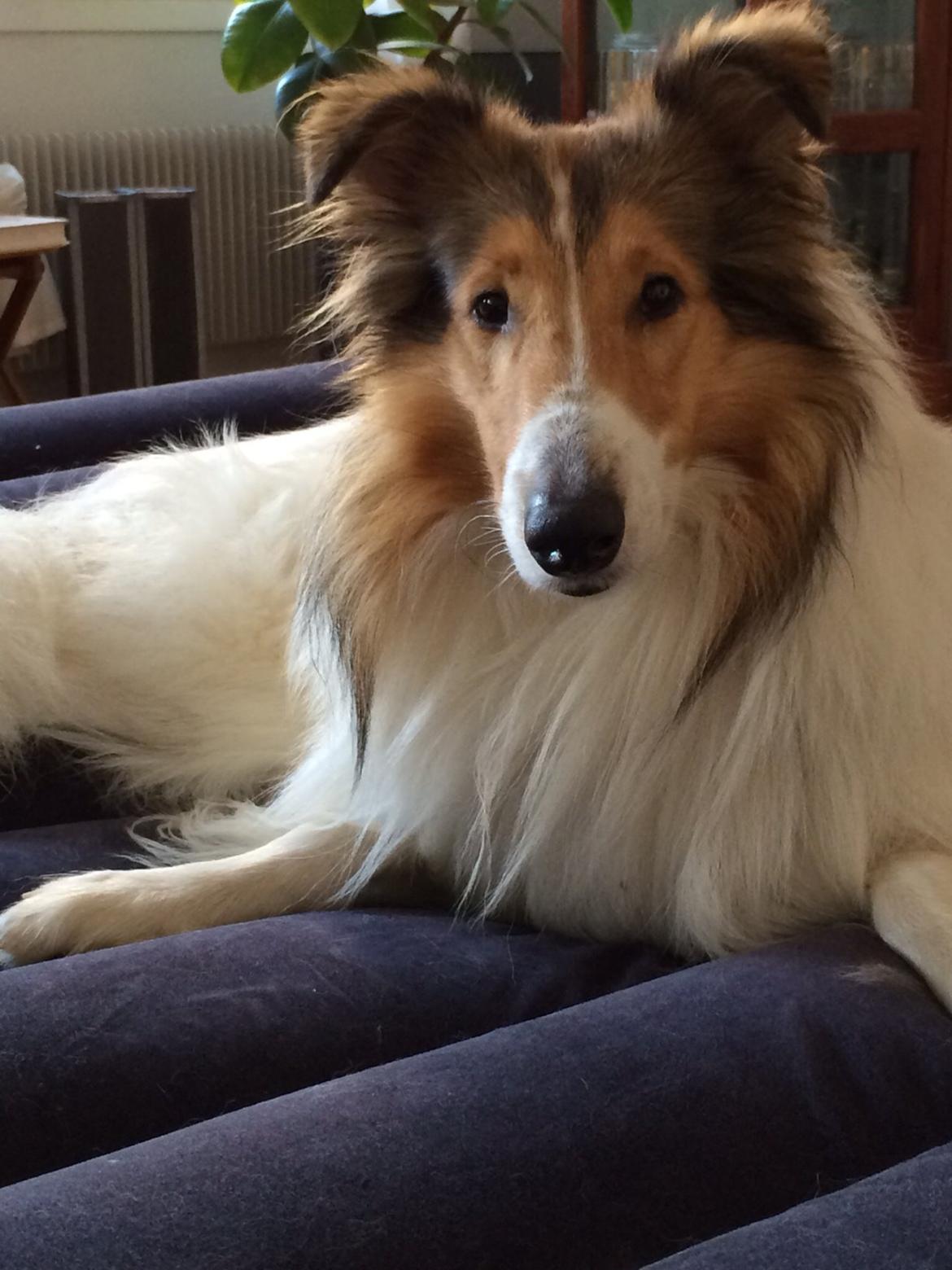 Collie langhåret Sir. Elliot billede 7