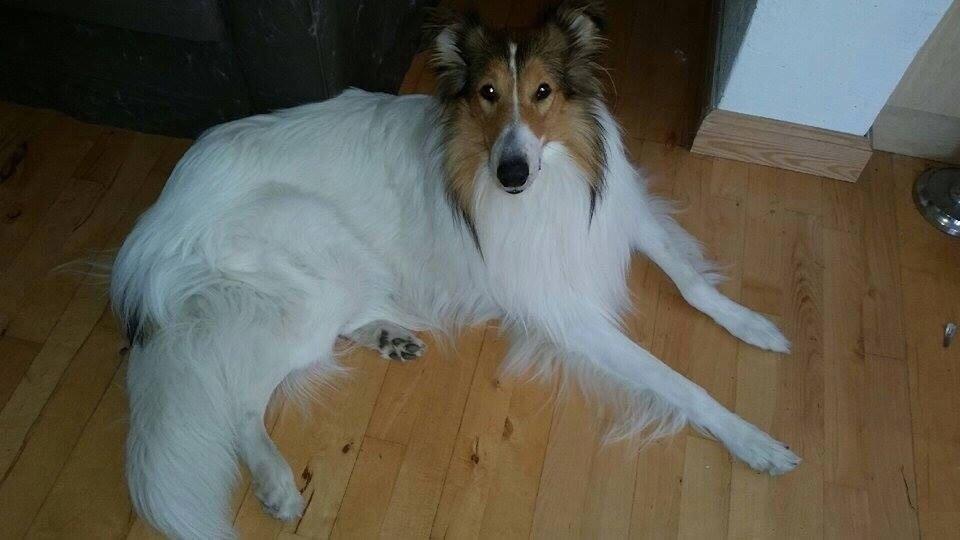 Collie langhåret Sir. Elliot billede 8