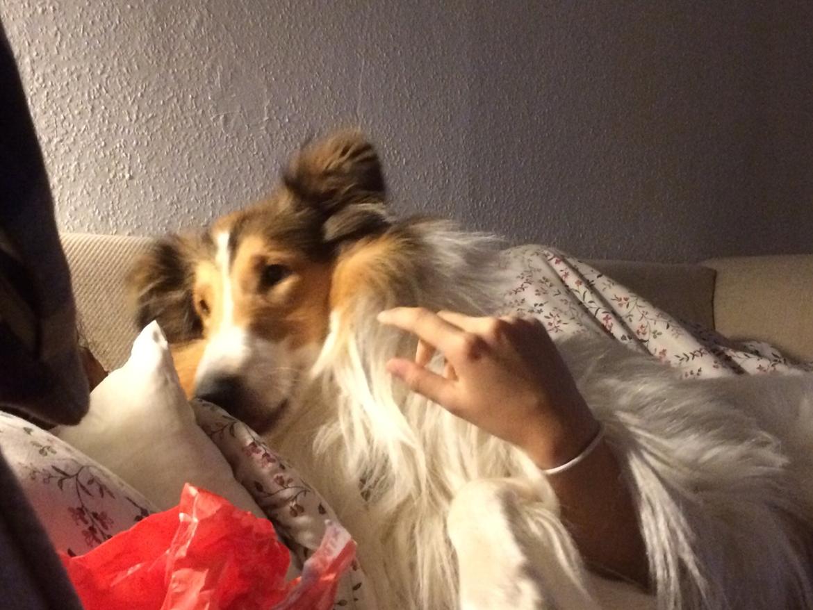 Collie langhåret Sir. Elliot billede 9