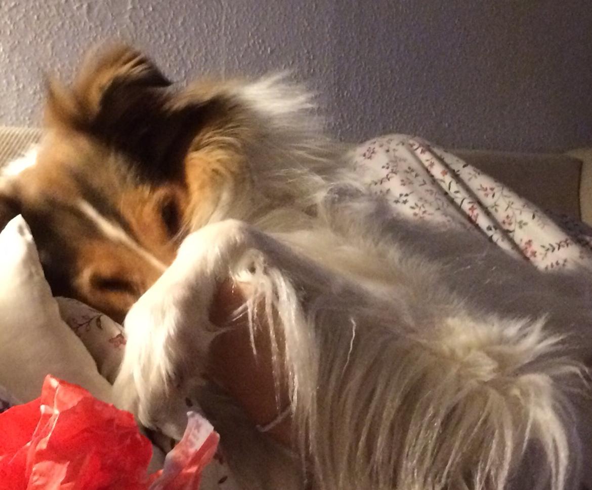 Collie langhåret Sir. Elliot billede 10