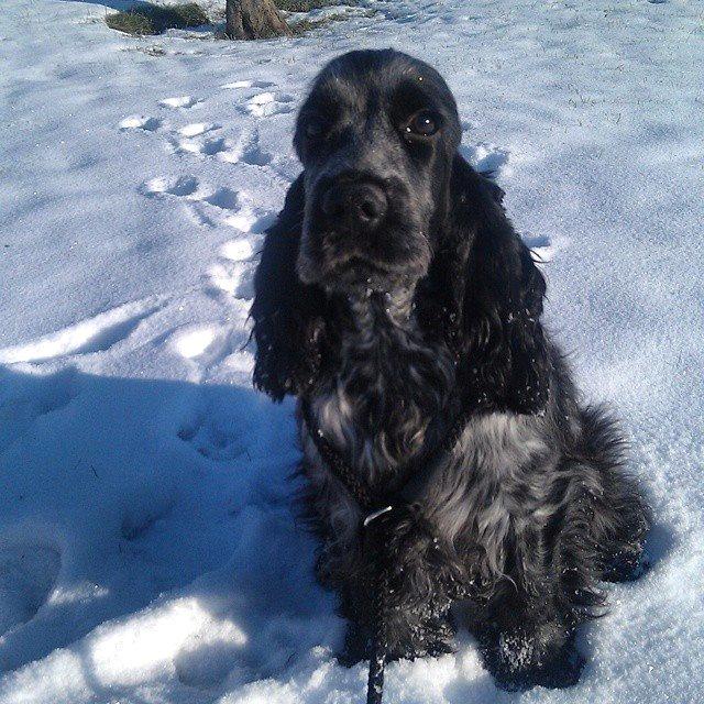 Cocker spaniel Sky - Sky næsten 6½ mdr billede 18