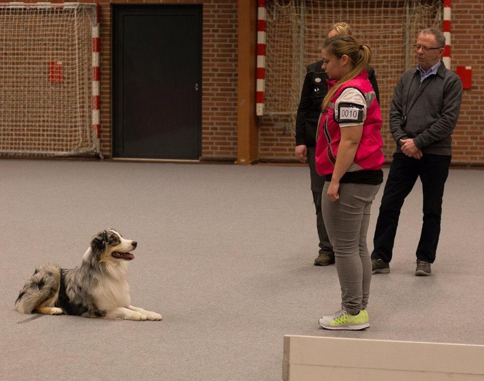 Australian shepherd Aston billede 27