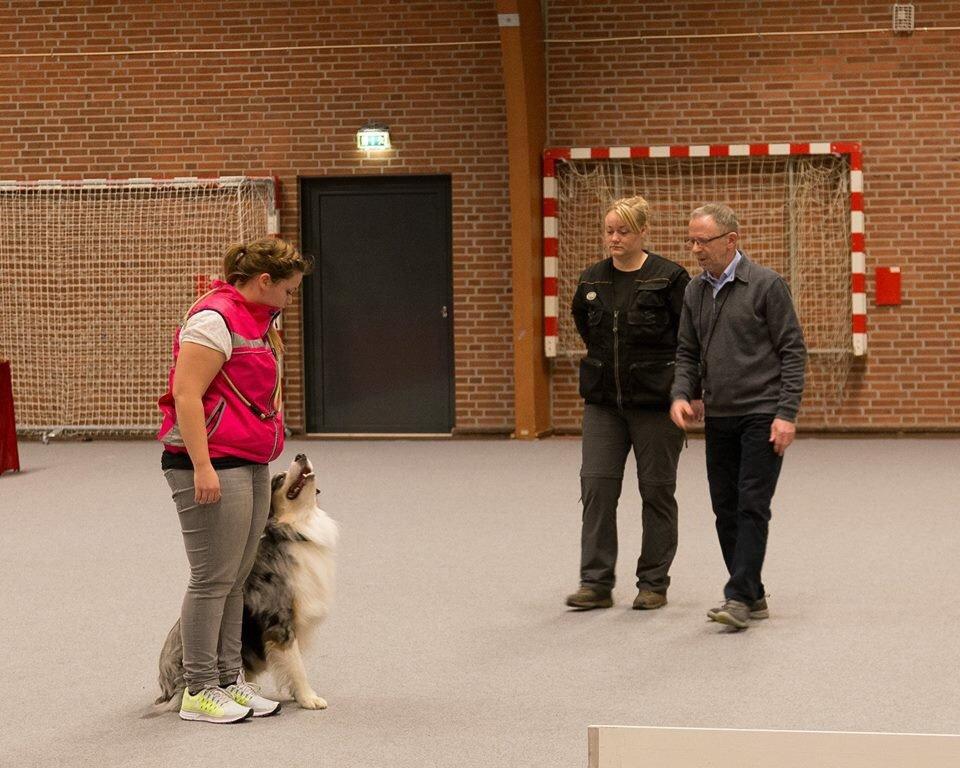 Australian shepherd Aston billede 26