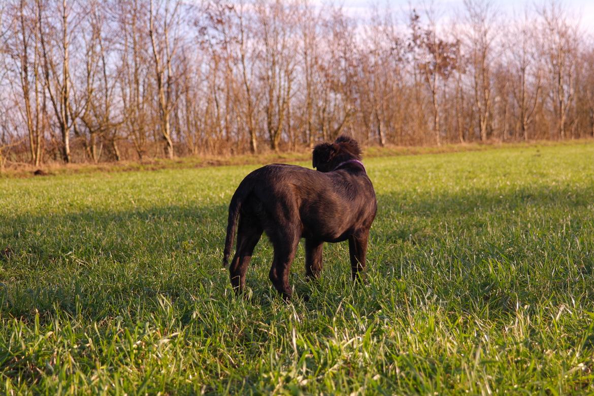 Blanding af racer Lilla billede 38