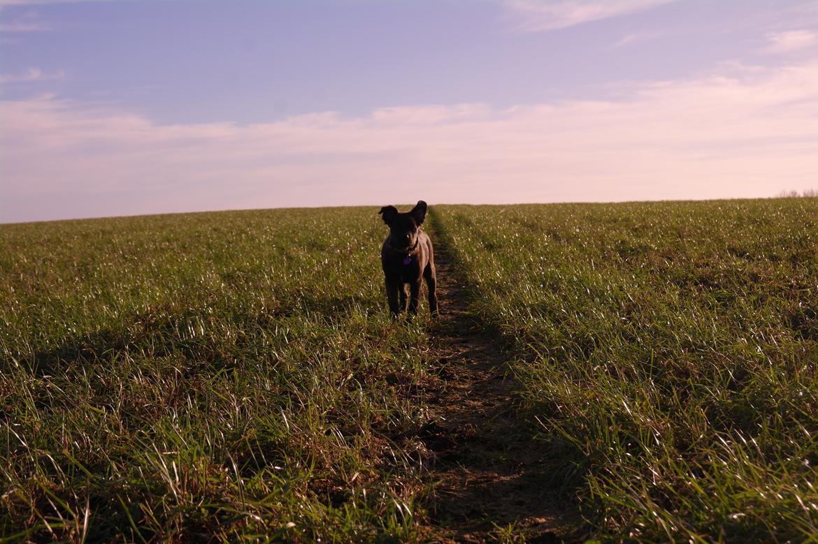 Blanding af racer Lilla billede 36