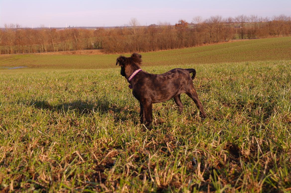 Blanding af racer Lilla billede 12