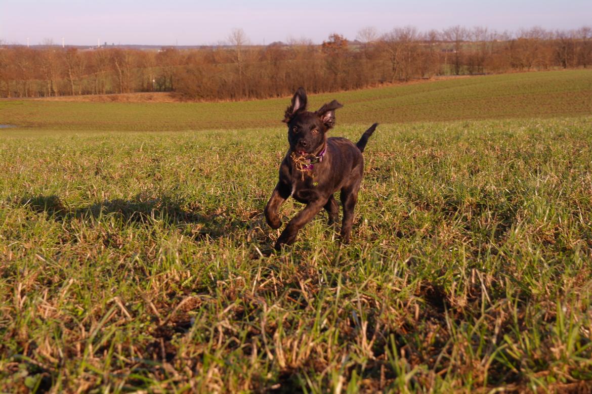 Blanding af racer Lilla billede 34