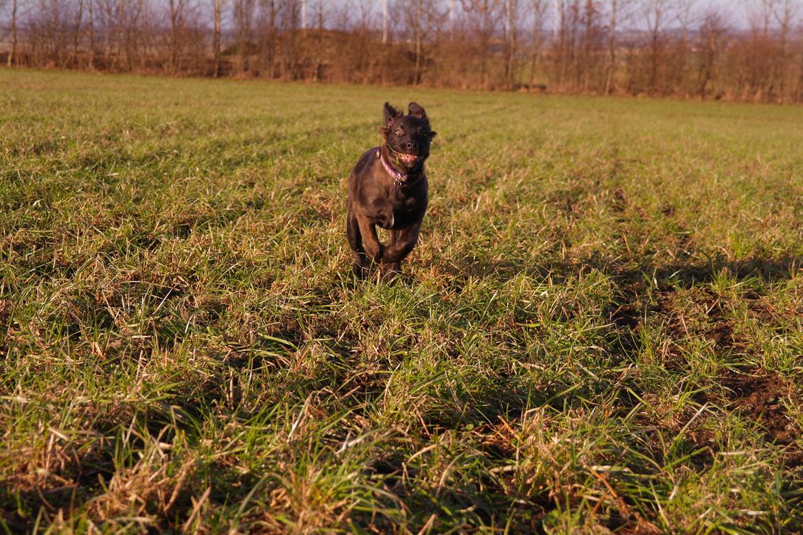 Blanding af racer Lilla billede 8