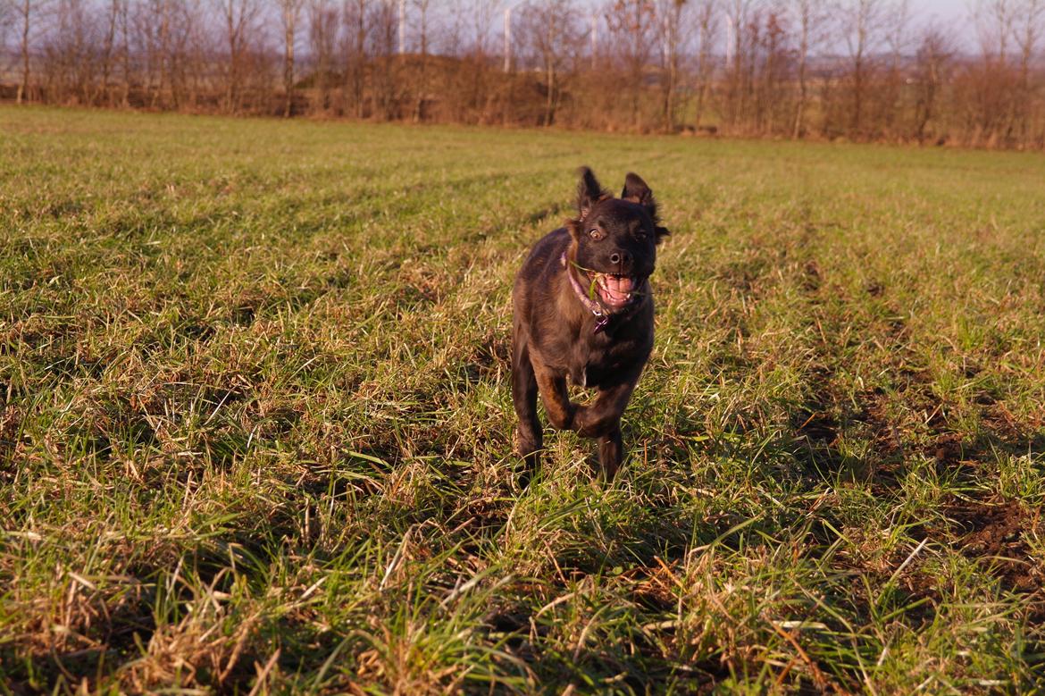 Blanding af racer Lilla billede 3