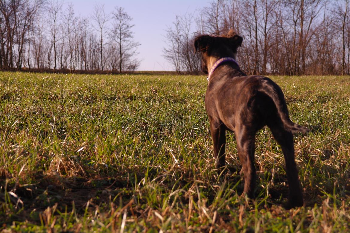 Blanding af racer Lilla billede 40