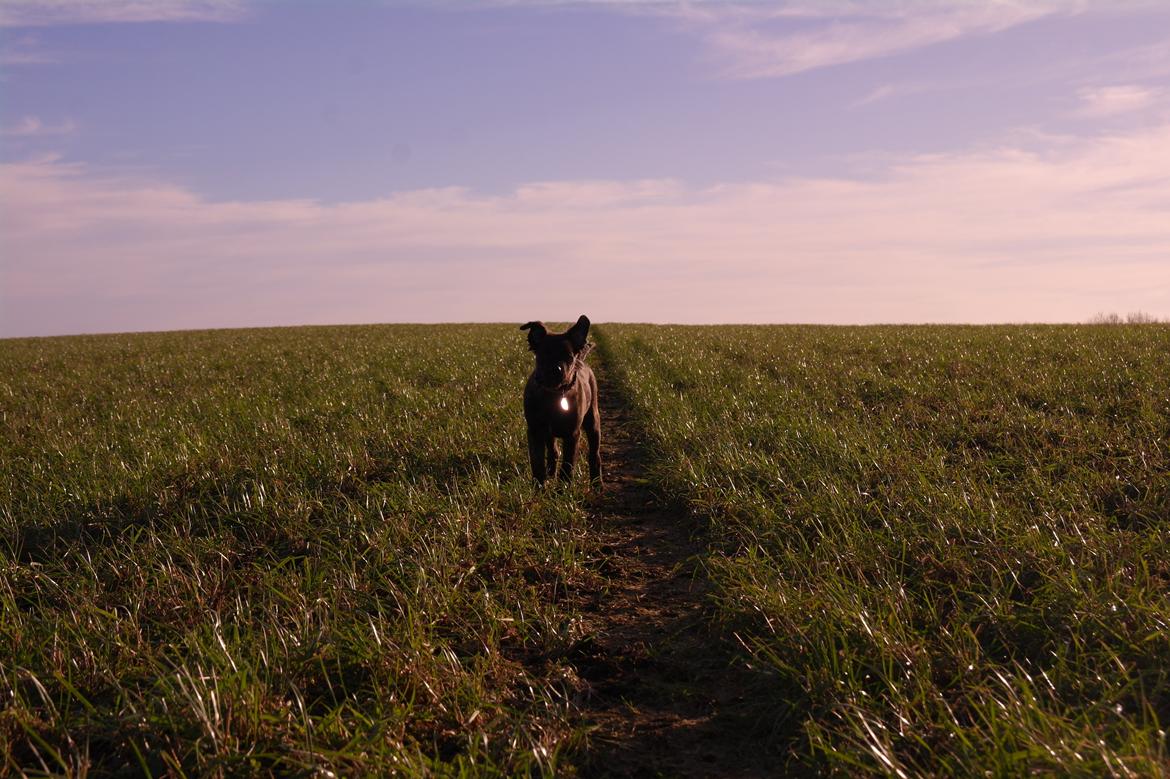 Blanding af racer Lilla billede 7