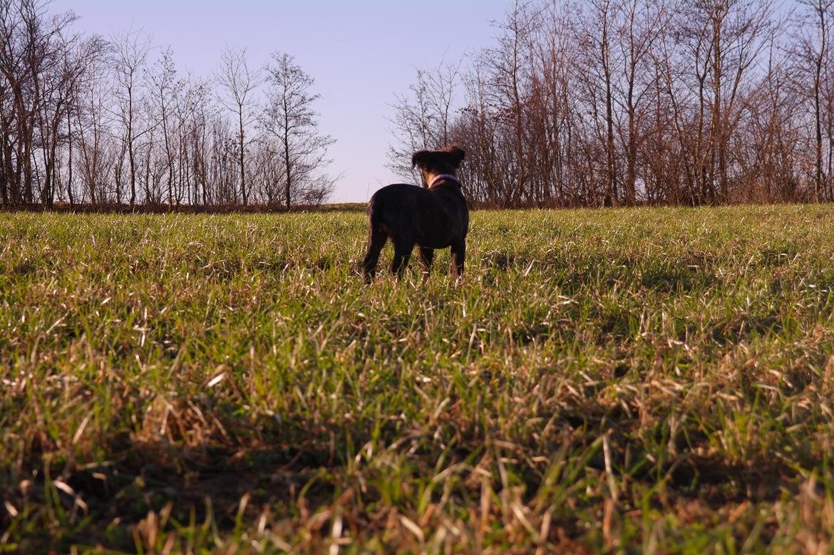 Blanding af racer Lilla billede 29