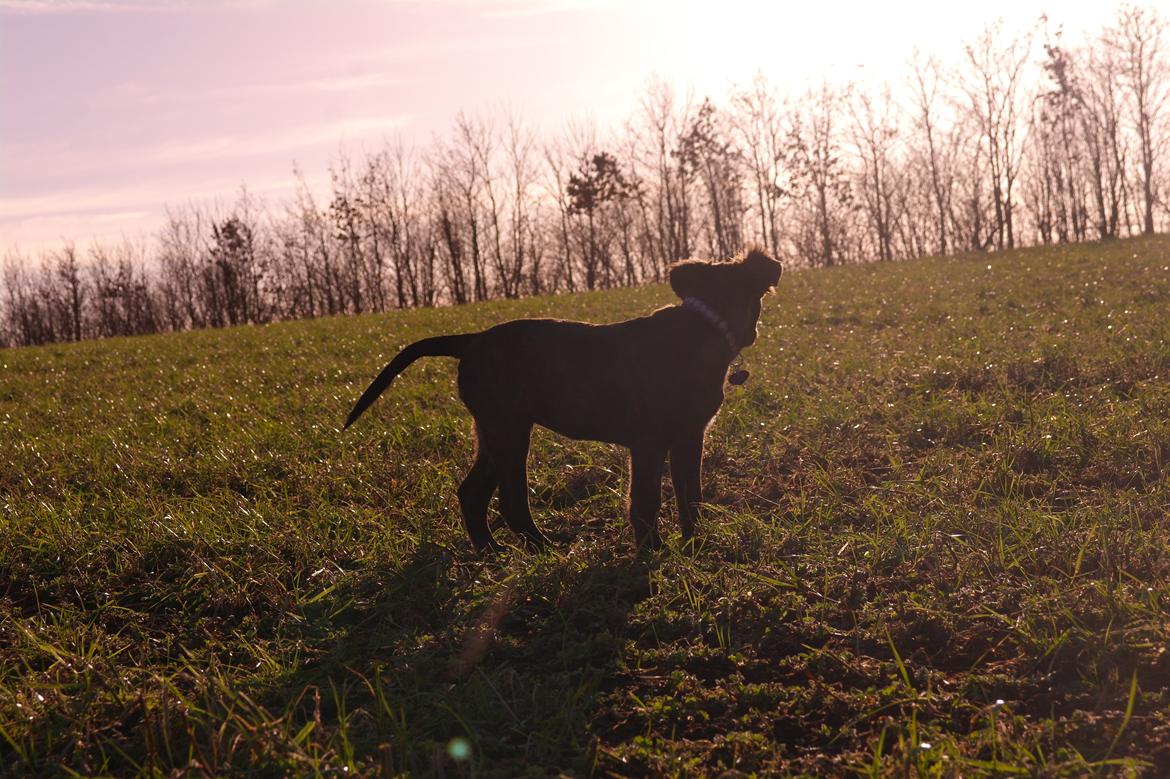 Blanding af racer Lilla billede 32