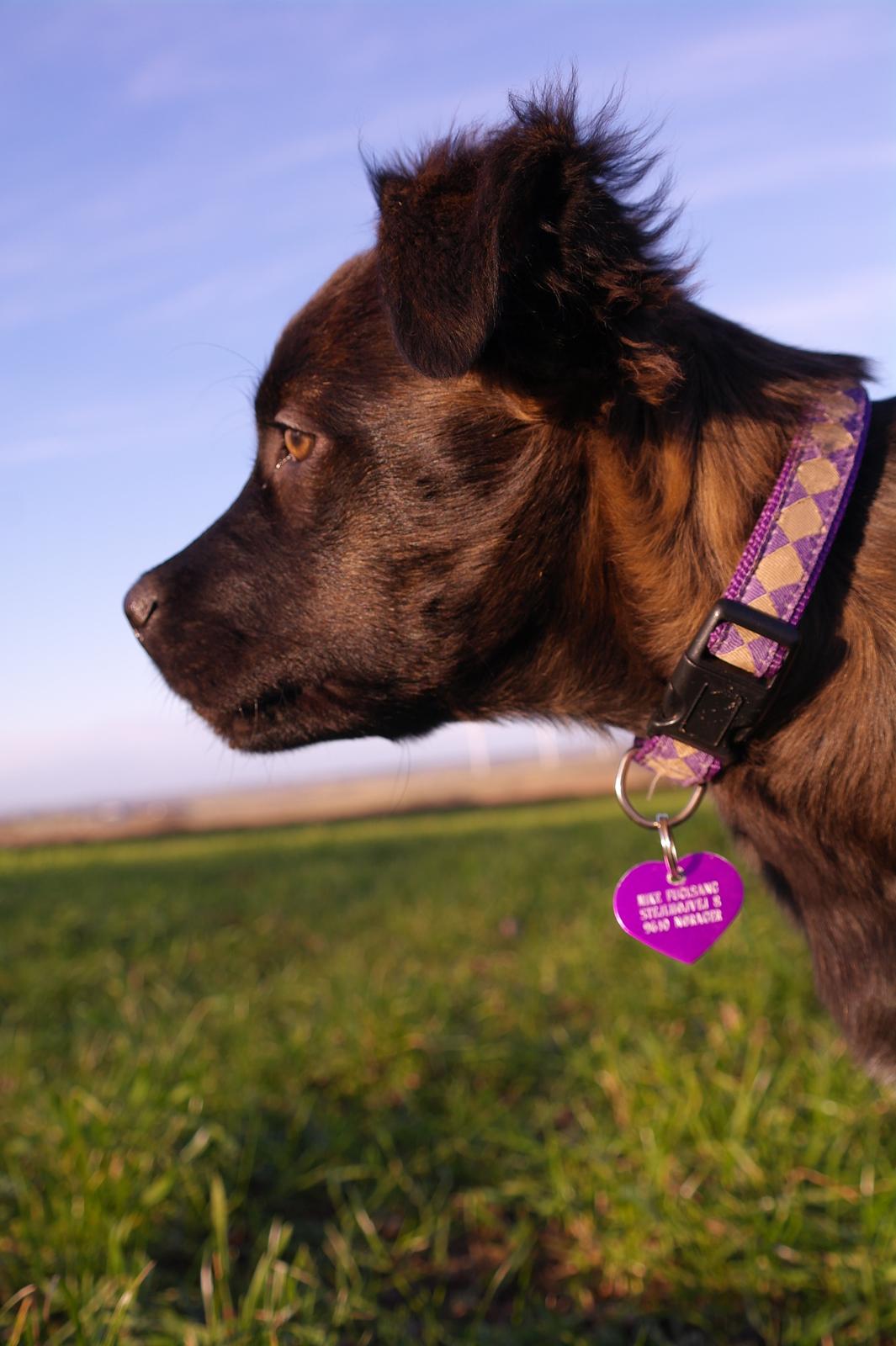 Blanding af racer Lilla billede 1