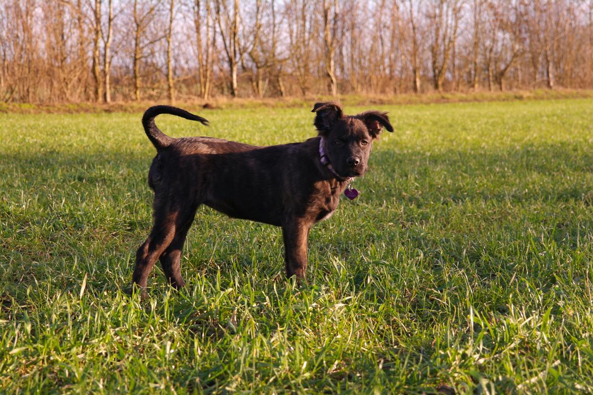 Blanding af racer Lilla billede 21