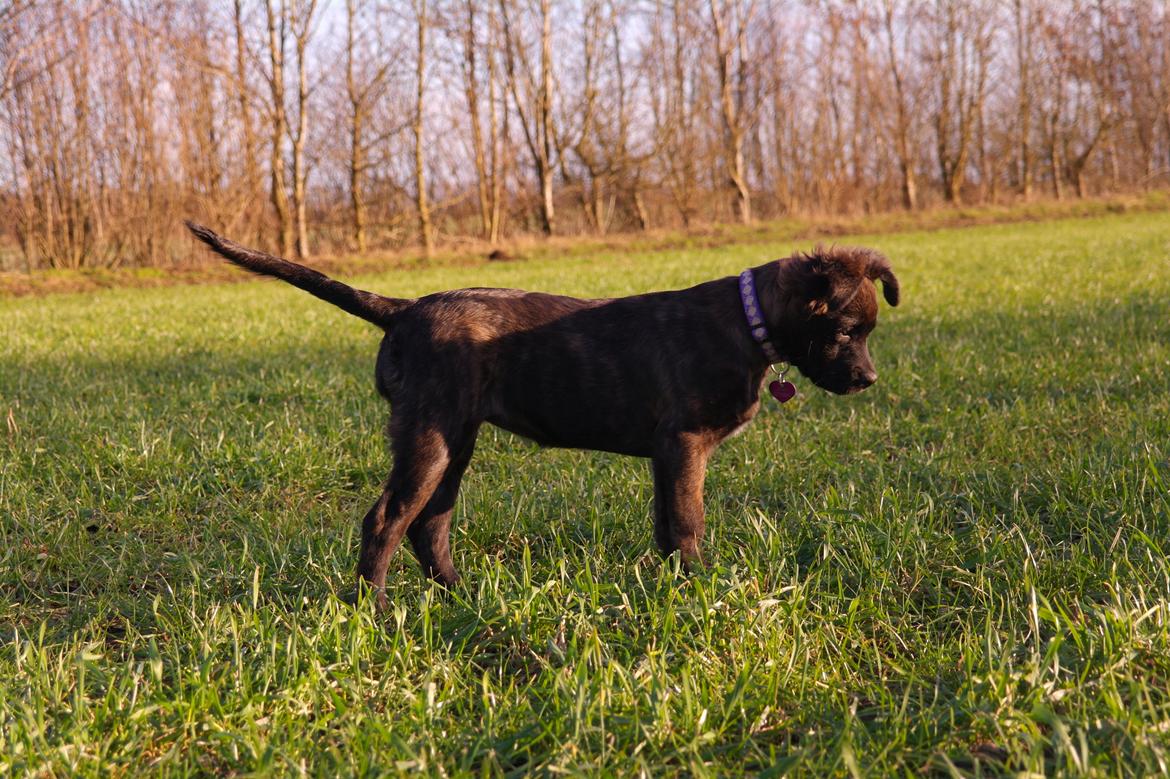 Blanding af racer Lilla billede 26