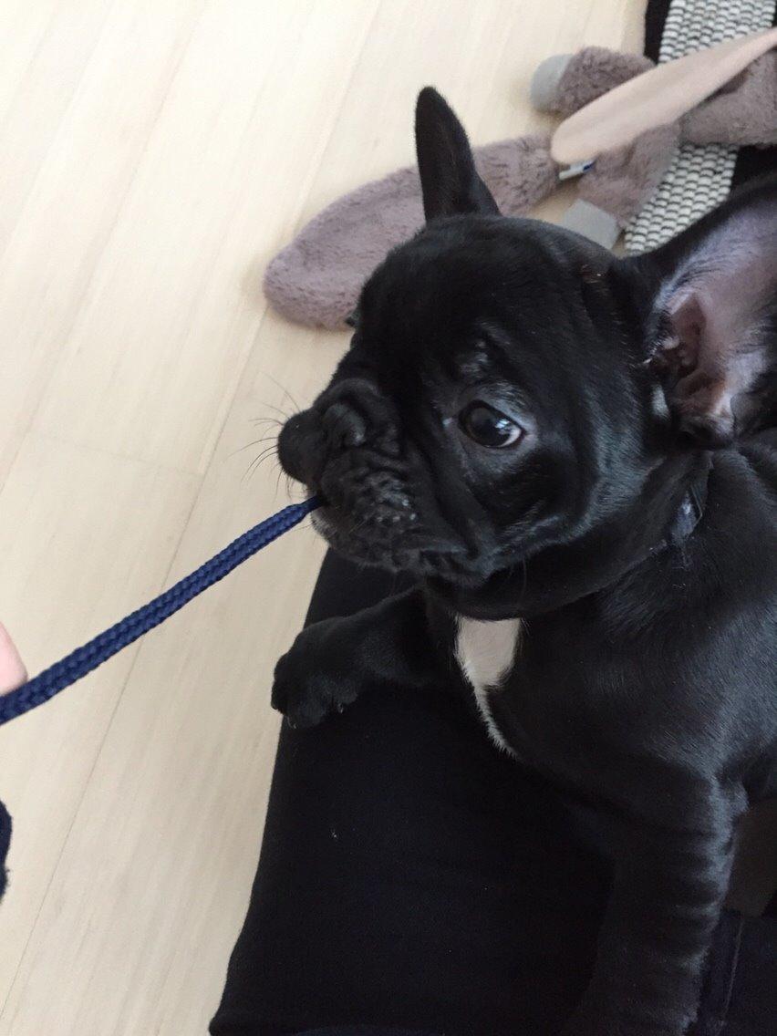 Fransk bulldog Jason (stamtavlenavn Smillo) - elsker at bide i tøj og alle slags snørrebånd! billede 8