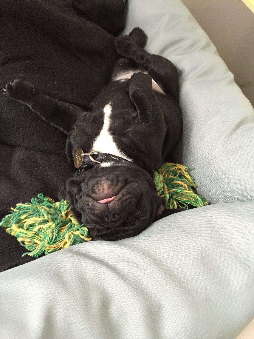 Fransk bulldog Jason (stamtavlenavn Smillo) - ååhh det er hårdt at være hvalp! billede 10