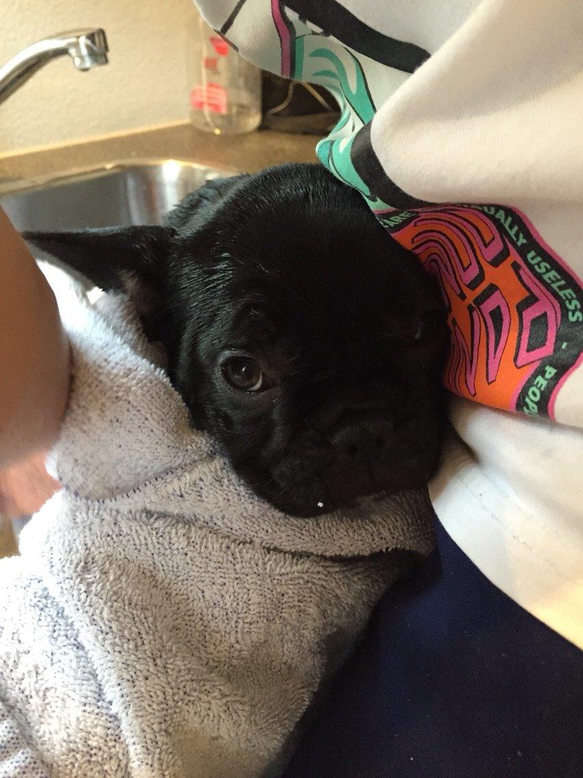 Fransk bulldog Jason (stamtavlenavn Smillo) - mit første bad! det var ikke det sjoveste  billede 9