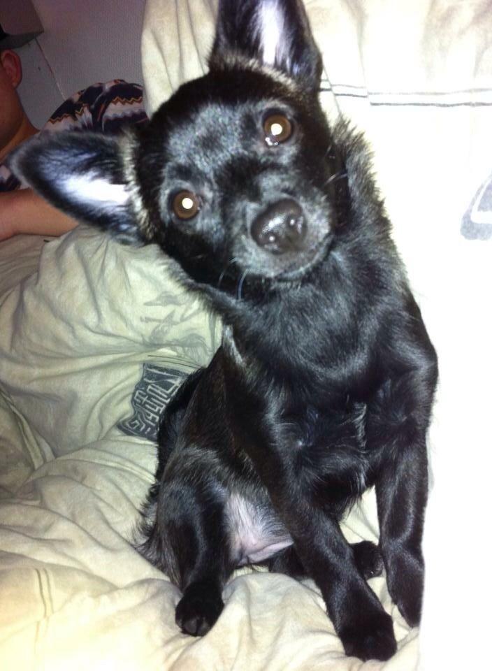 Blanding af racer Pomeranian, Chihuahua Shellie billede 15