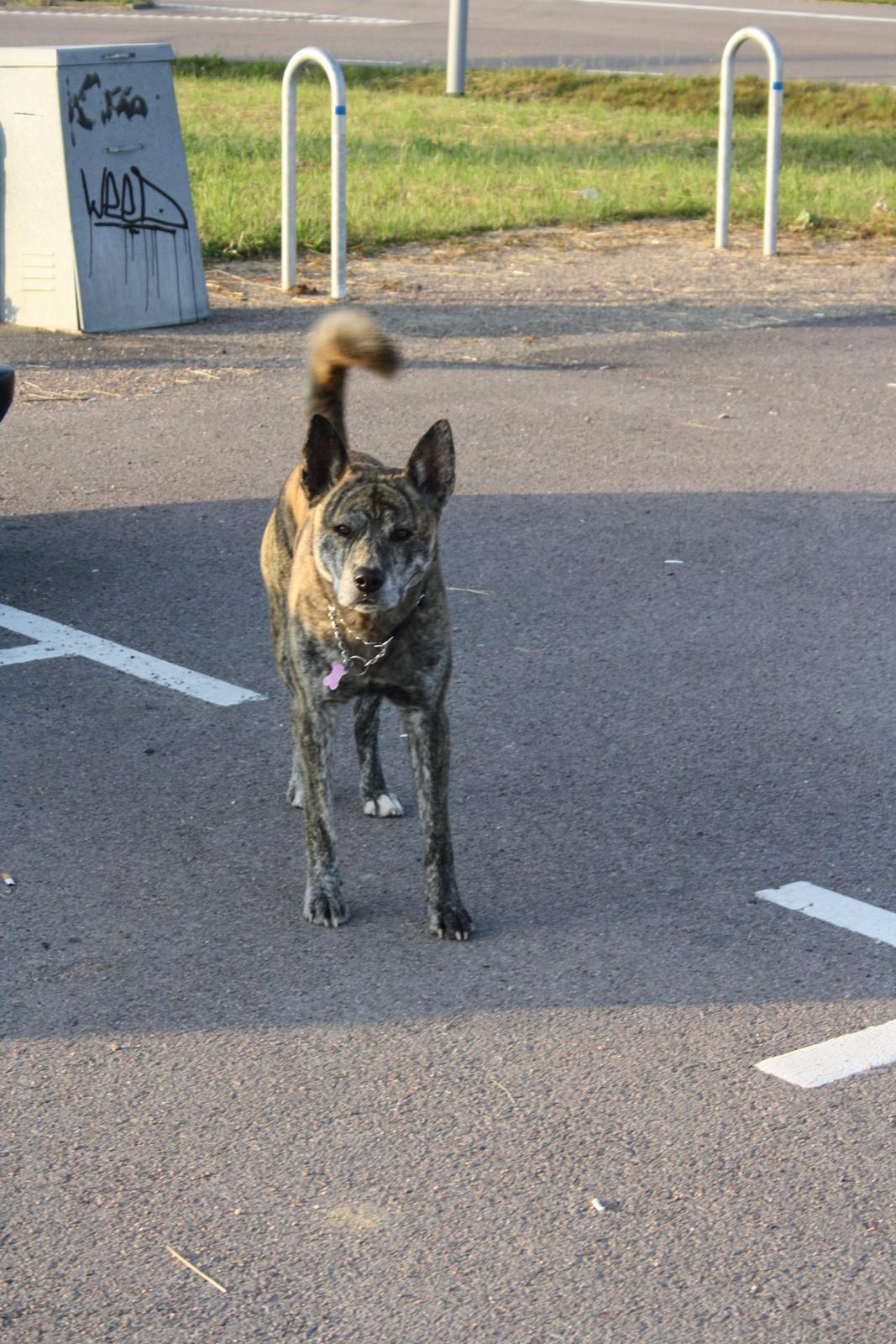 Blanding af racer Kasper - I Landskrona på vore sommerferie billede 5