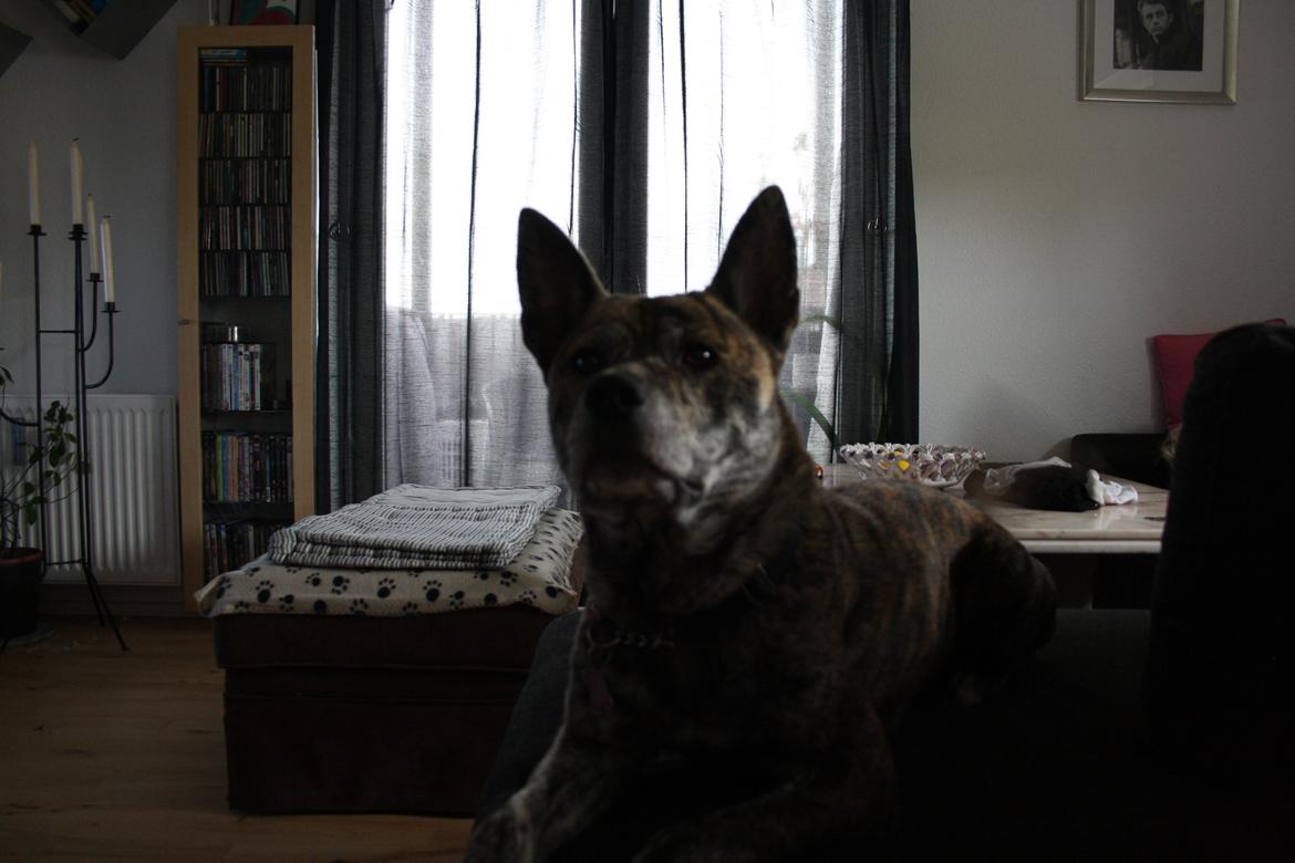 Blanding af racer Kasper - på besøg hos min mor billede 4