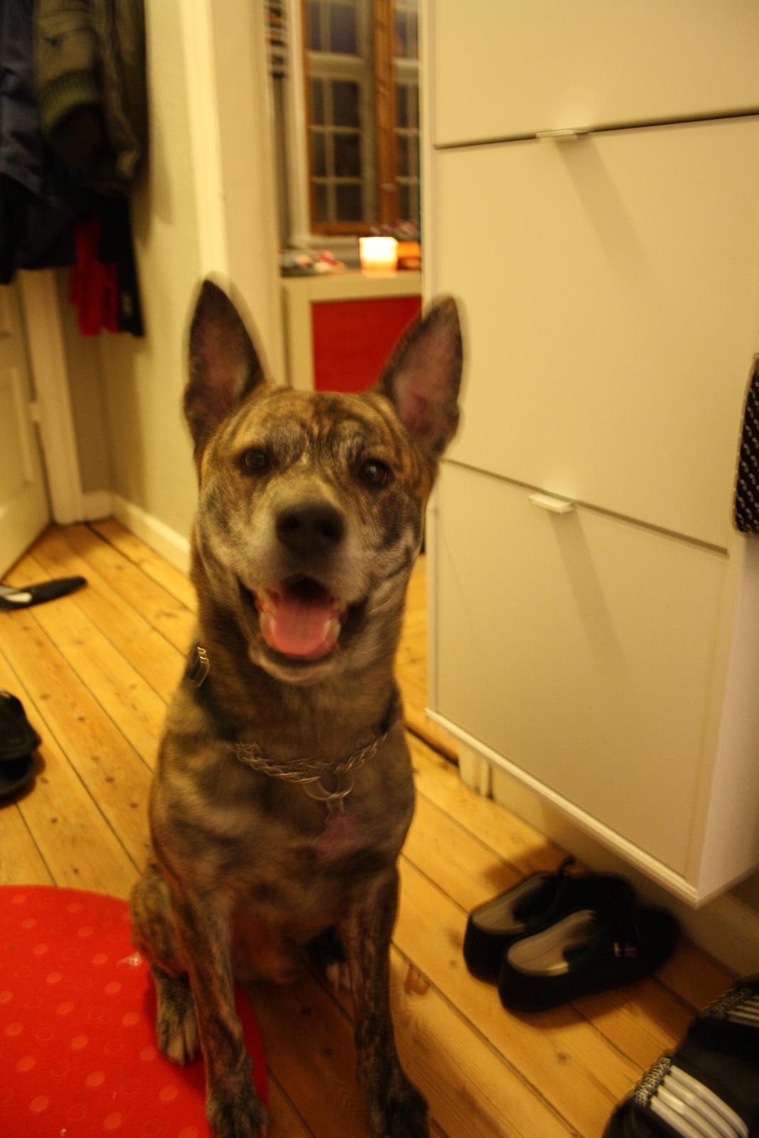 Blanding af racer Kasper - Far er jeg ikke sød (Nytårs aften hos venner) billede 1