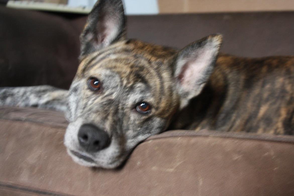 Blanding af racer Kasper - hvorfor griner du af mig Far billede 2