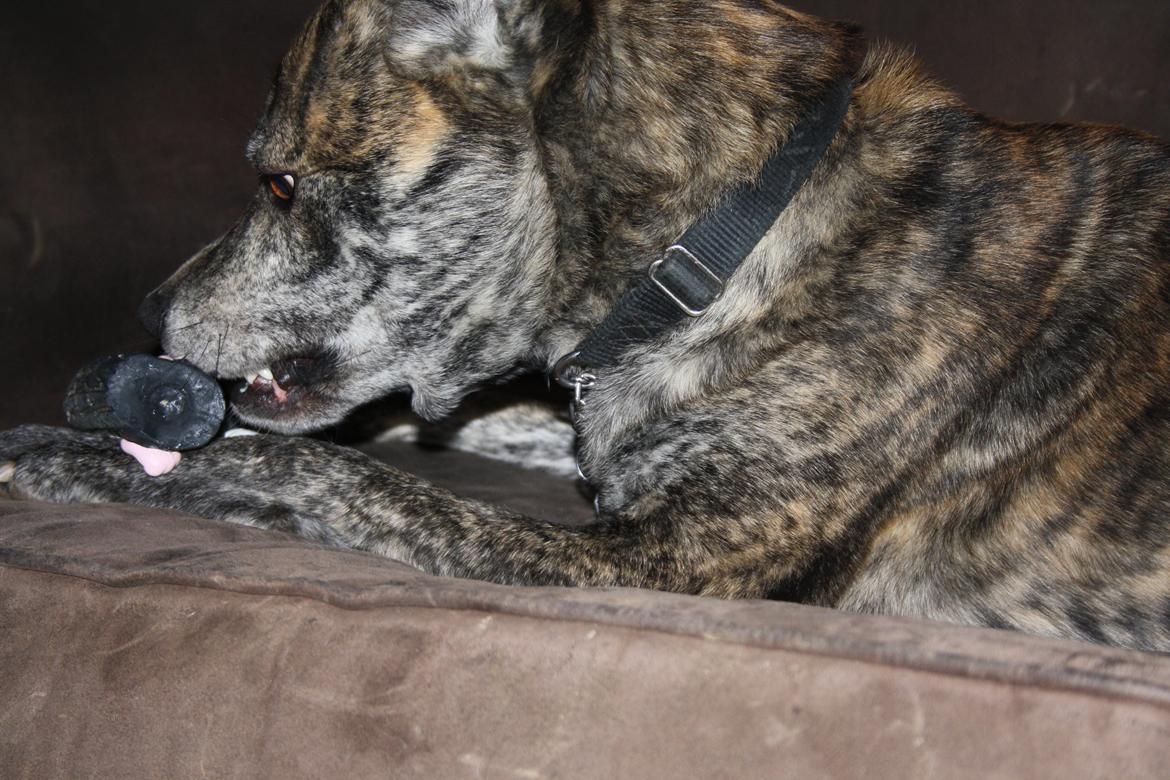 Blanding af racer Kasper - legetøj uuhhmmmm billede 3