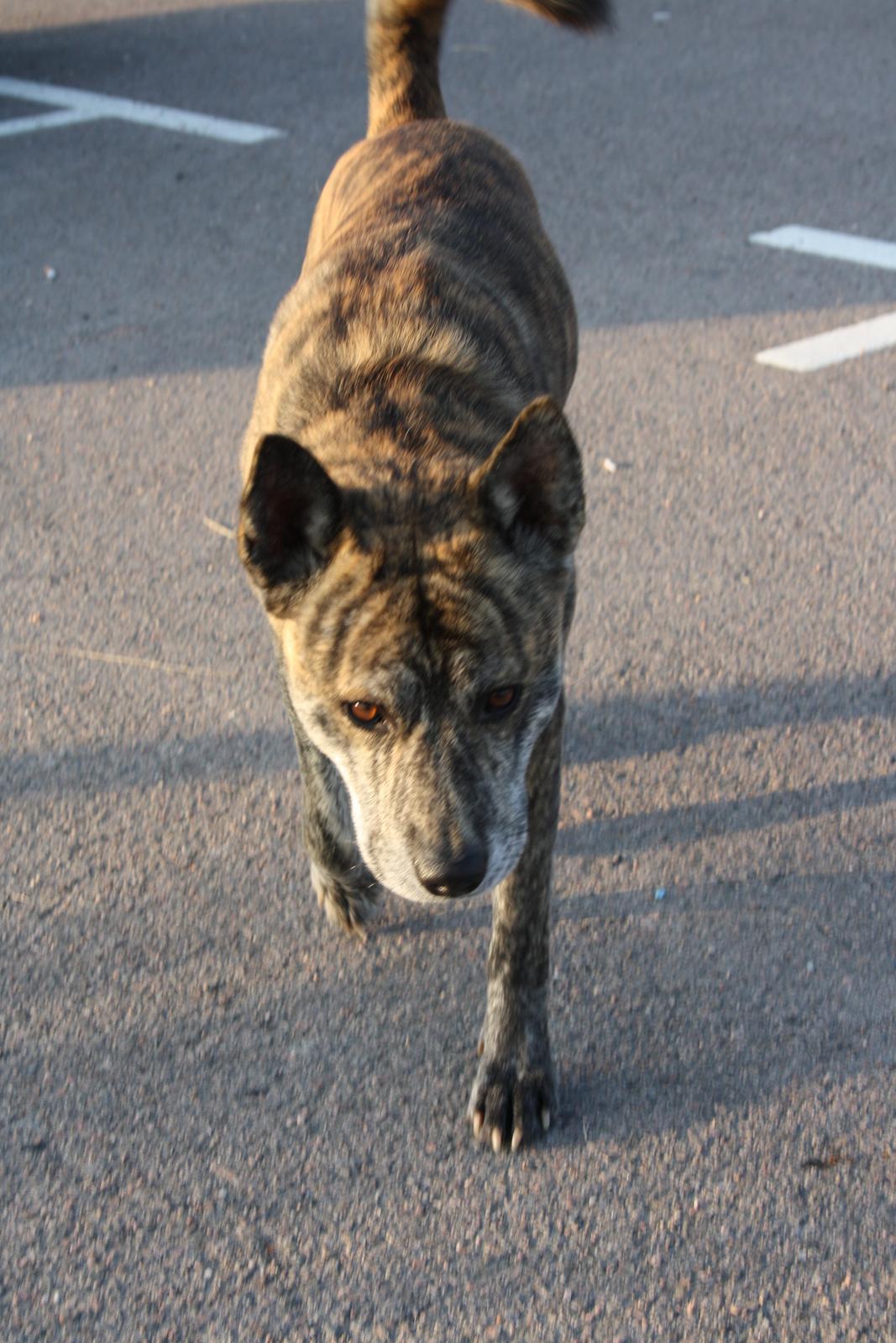 Blanding af racer Kasper - I Landskrona på vore sommerferie billede 6